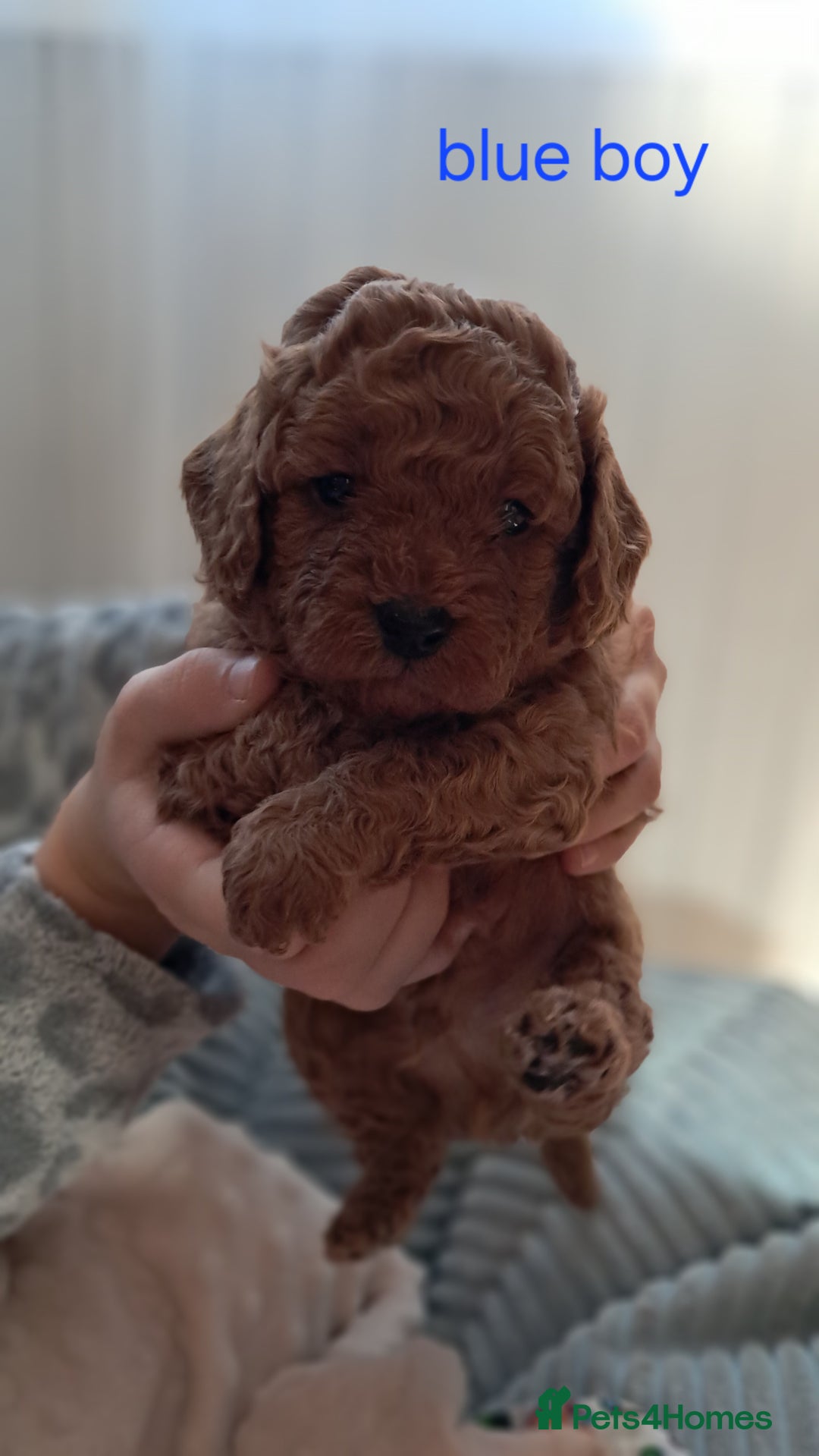 Cavapoo dogs for sale: Adorable Cavapoo Puppies -Ready 23rd -December! - Advert 6