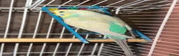 Budgerigars birds for sale: 12 Budgies Available  - Advert 4