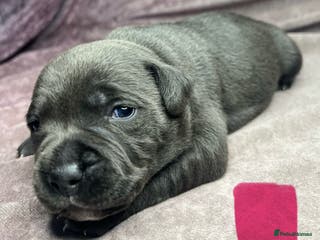 Staffordshire Bull Terrier dogs Champion Bloodline Blue Staffordshire BullTerriers - Advert 17