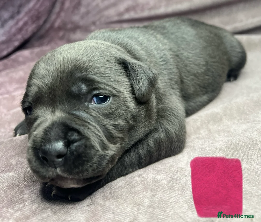 Staffordshire Bull Terrier dogs for sale: Champion Bloodline Blue Staffordshire BullTerriers - Advert 1
