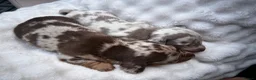 Miniature Dachshund dogs for sale: Miniature Dachshund Dapple Puppies  in Carluke - Advert 6
