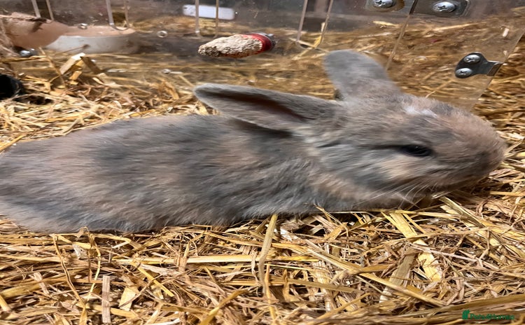 Mini Lop rabbits - Advert 10