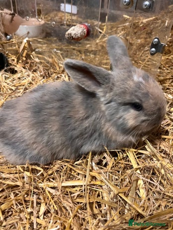 Mini Lop rabbits mini lop bunnies - Advert 4