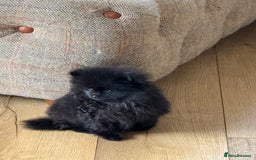 Pomeranian dogs for sale: Kc jet black Pomeranian male Merlin  - Image 4