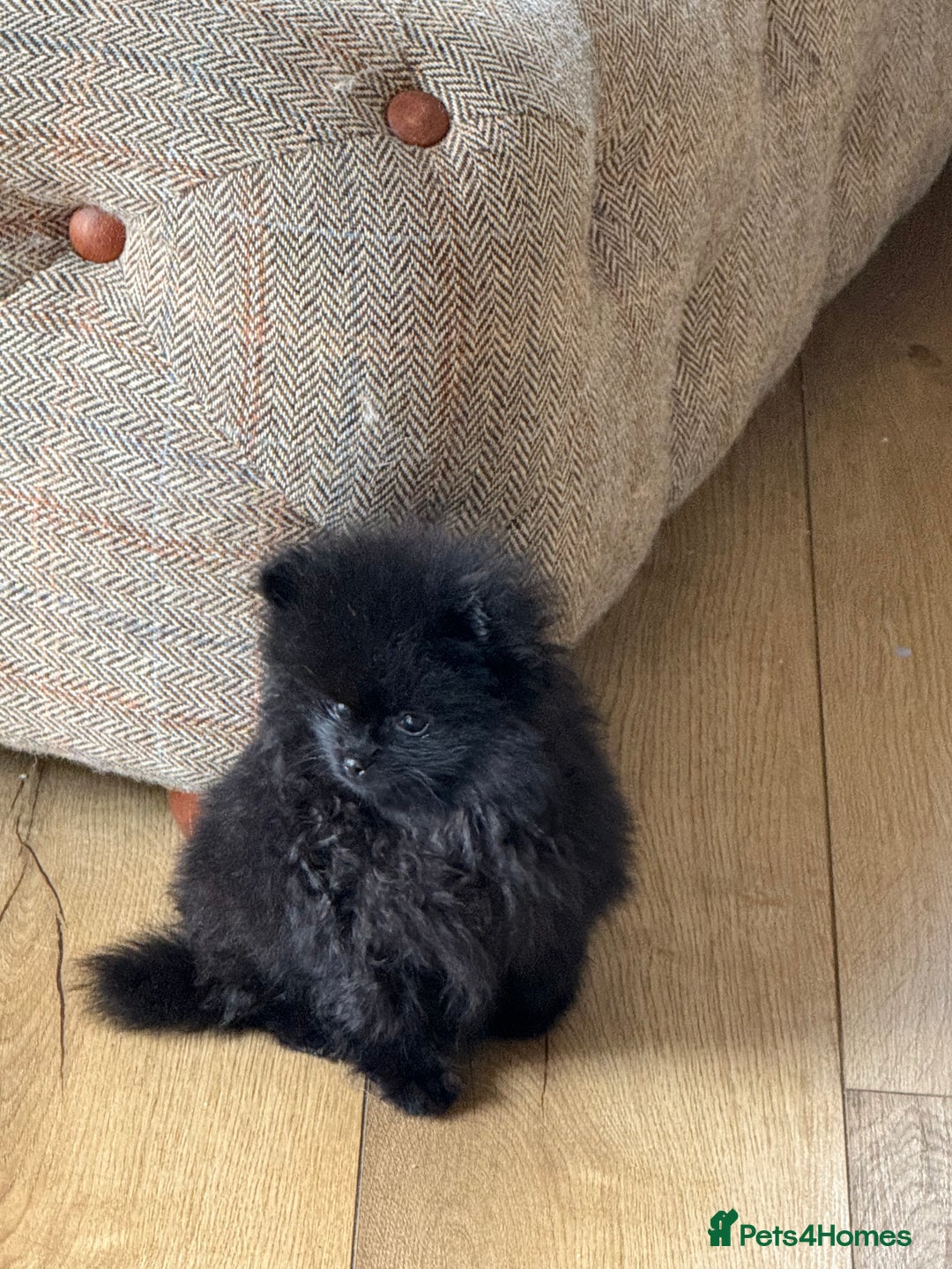 Pomeranian dogs for sale: Kc jet black Pomeranian male Merlin  - Image 4