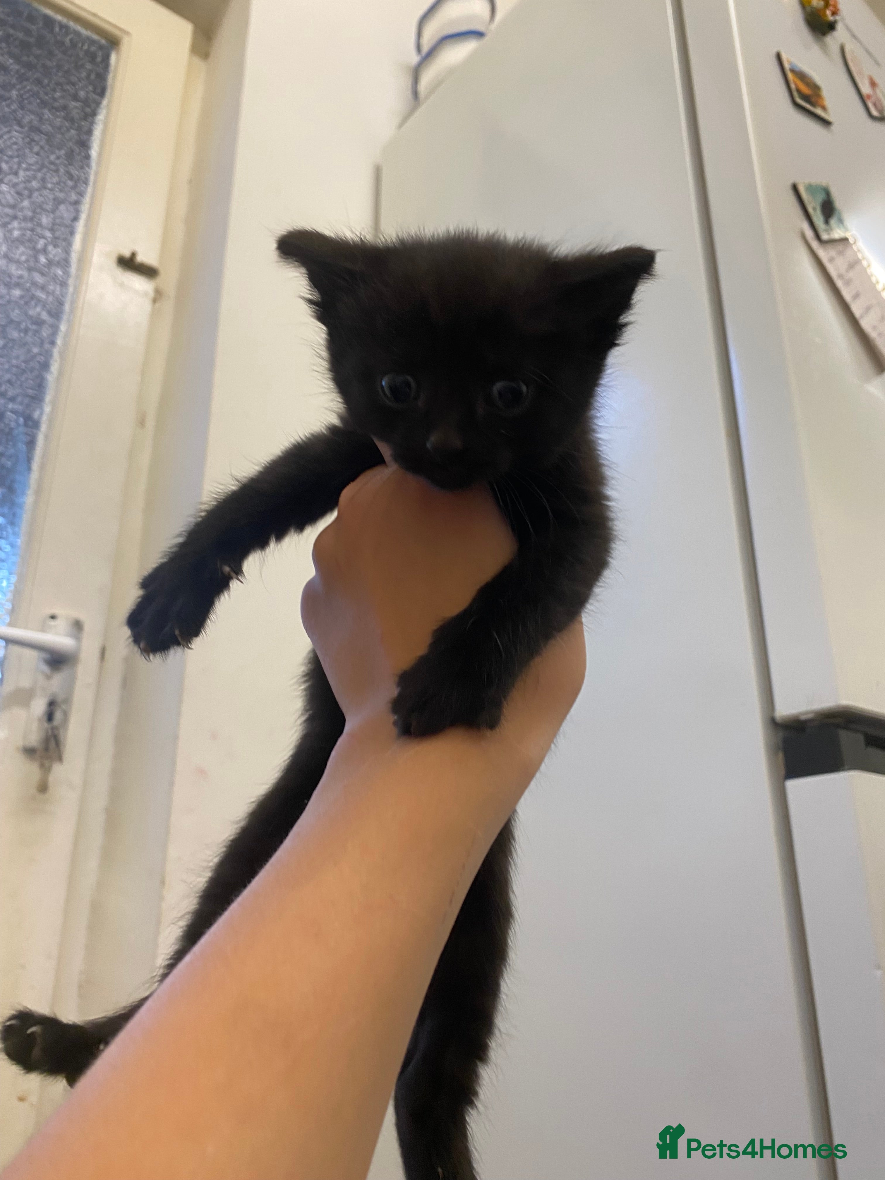 Mixed Breed cats Small kittens looking for a home - Advert 4