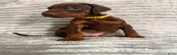 Dobermann dogs for sale: EuropeanDobermanPuppies - Advert 3