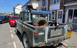 Border Collie dogs for sale: Border Collie Pups - Advert 16