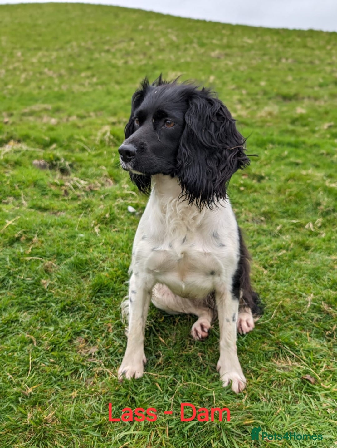 English Springer Spaniel dogs for sale: KC Registered Springer Spaniel Puppies  - Advert 3