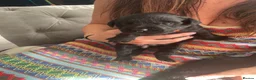 Mixed Breed dogs for sale: Rottweiler/ Retriver mix  - Advert 11