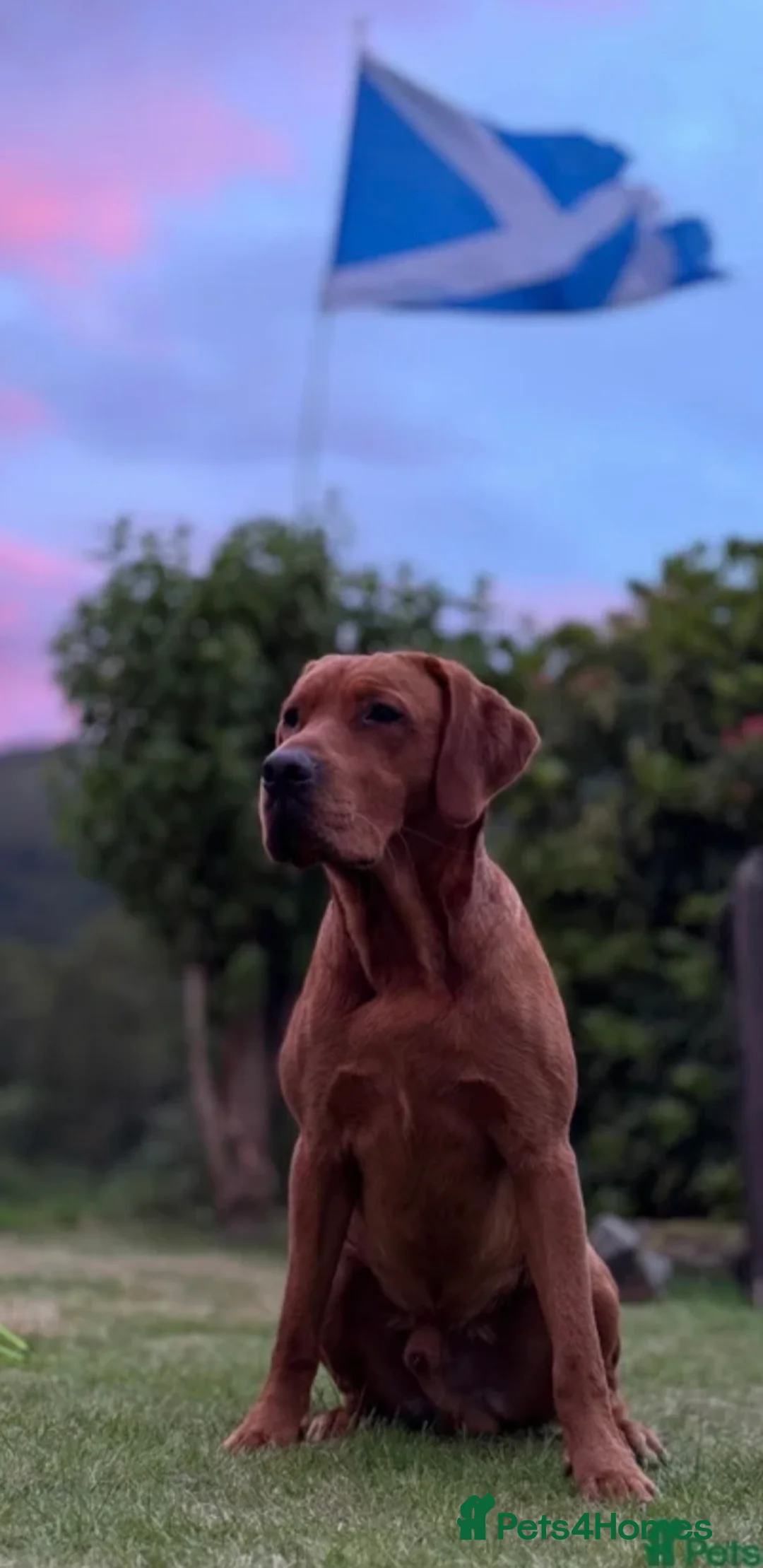 Labrador Retriever dogs for sale: Labrador Puppies – Waiting List Open  - Advert 2