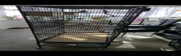 Budgerigars birds for sale: BIG CAGE  - Advert 2