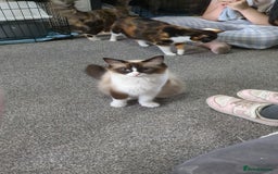 Ragdoll cats for sale: Beautiful seal point mitted snowshoe ragdoll  - Image 1