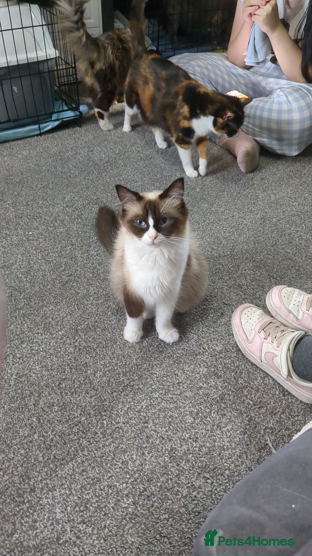 Ragdoll cats for sale: Beautiful seal point mitted snowshoe ragdoll  - Image 1