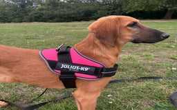 Mixed Breed dogs for adoption: Wren (Hound/Shepherd mix) - Image 4