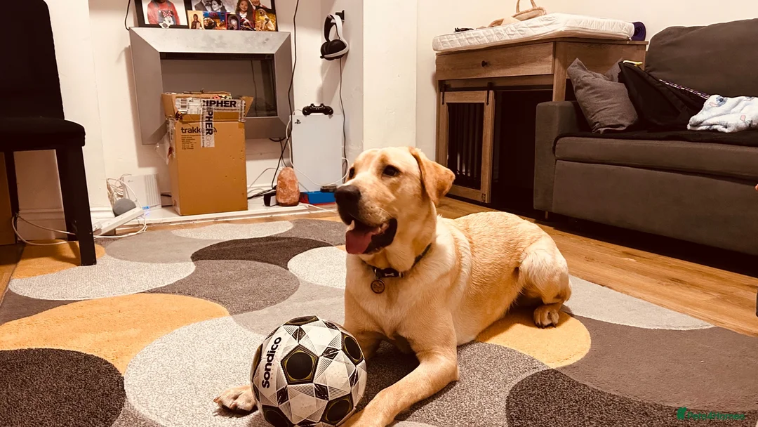 Labrador Retriever dogs for sale: Buddy  - Advert 3