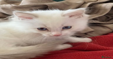 Ragdoll cats - Advert 5