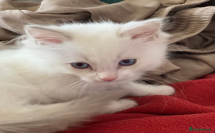 Ragdoll cats - Advert 1