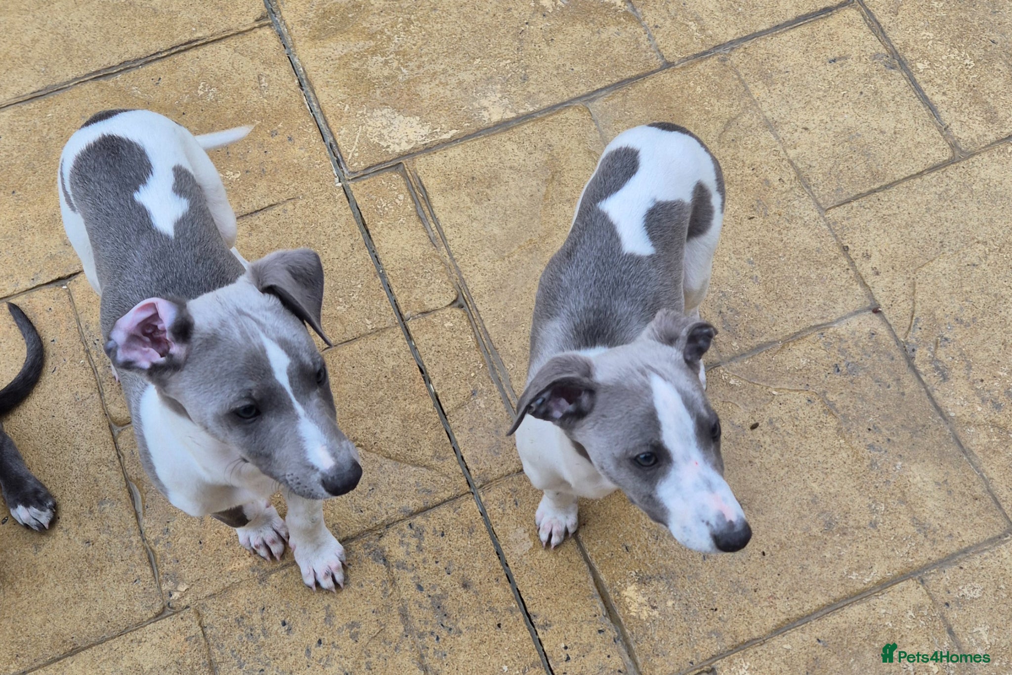 Whippet dogs Only 2 left Ready to go now  - Advert 1