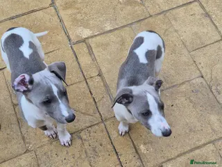Whippet dogs Only 2 left Ready to go now - Advert 4