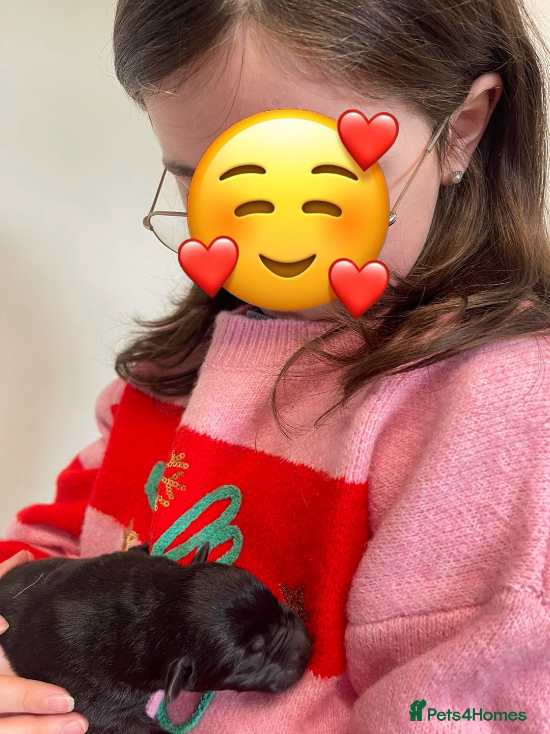 German Shepherd dogs for sale: Straight back German Shepard’s  - Advert 11