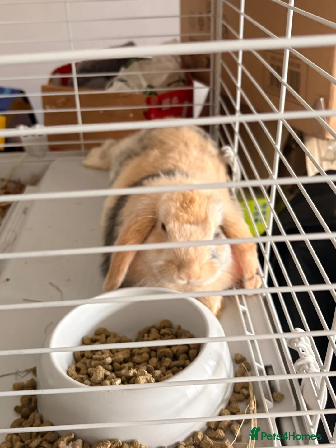 Mixed Breed rabbits for sale: Cute little boy for rehome  - Advert 3