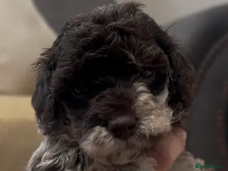 Miniature Poodle dogs Chocolate merl Miniature Poodle puppies - Advert 14