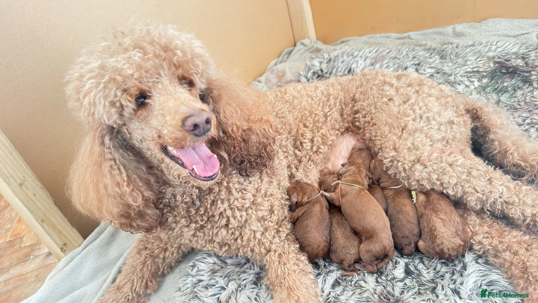 Standard Poodle dogs for sale: KC Standard poodle puppies - RED - Advert 1