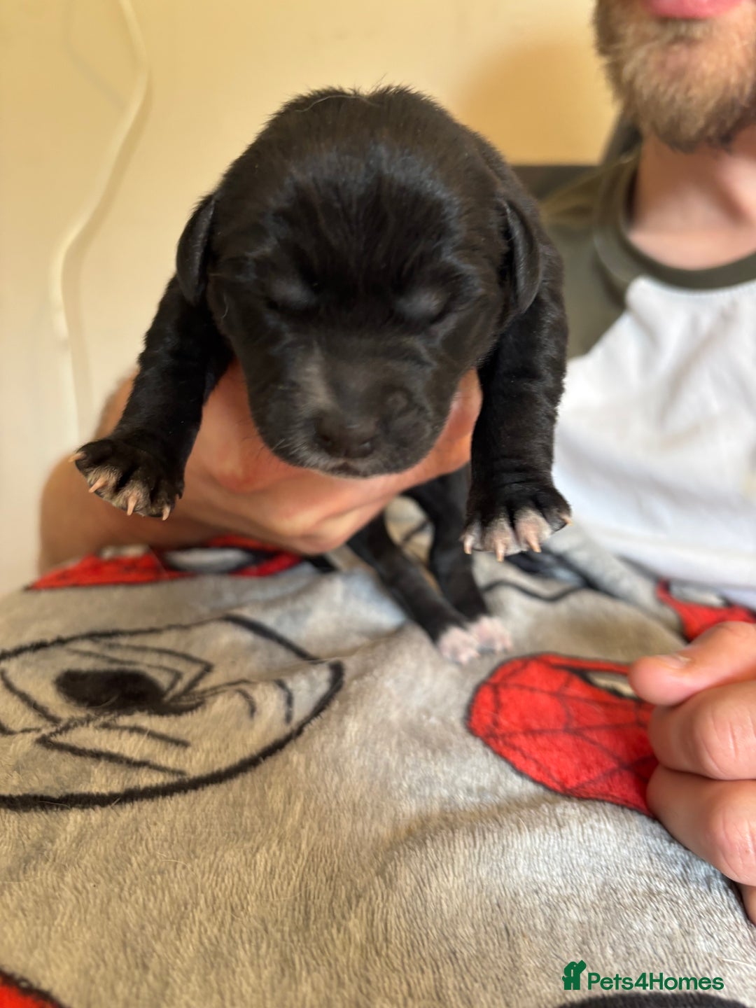 Mixed Breed dogs for sale: Blue Merle collie x kelpies  - Image 3