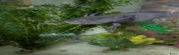 Other/Mixed Breed fish for sale: Beautiful Bellatrix the Axolotl  - Advert 5