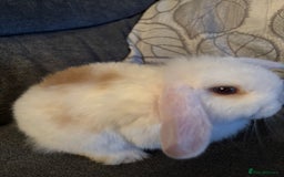 Mini Lop rabbits for sale: 8 weeks old mini lop for sale  - Image 3