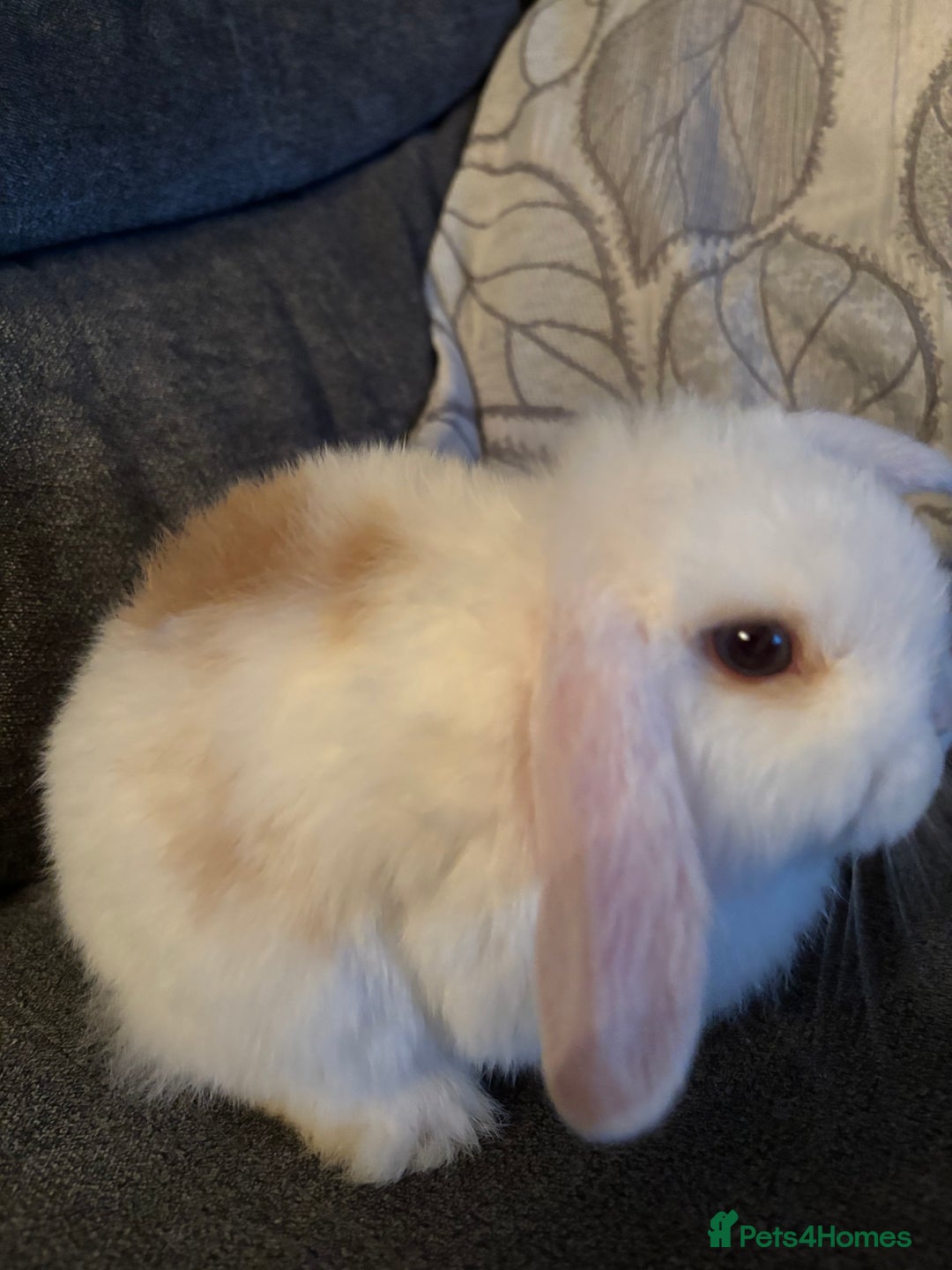 Mini Lop rabbits for sale: 8 weeks old mini lop for sale  - Image 3