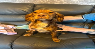 Mixed Breed dogs - Advert 6