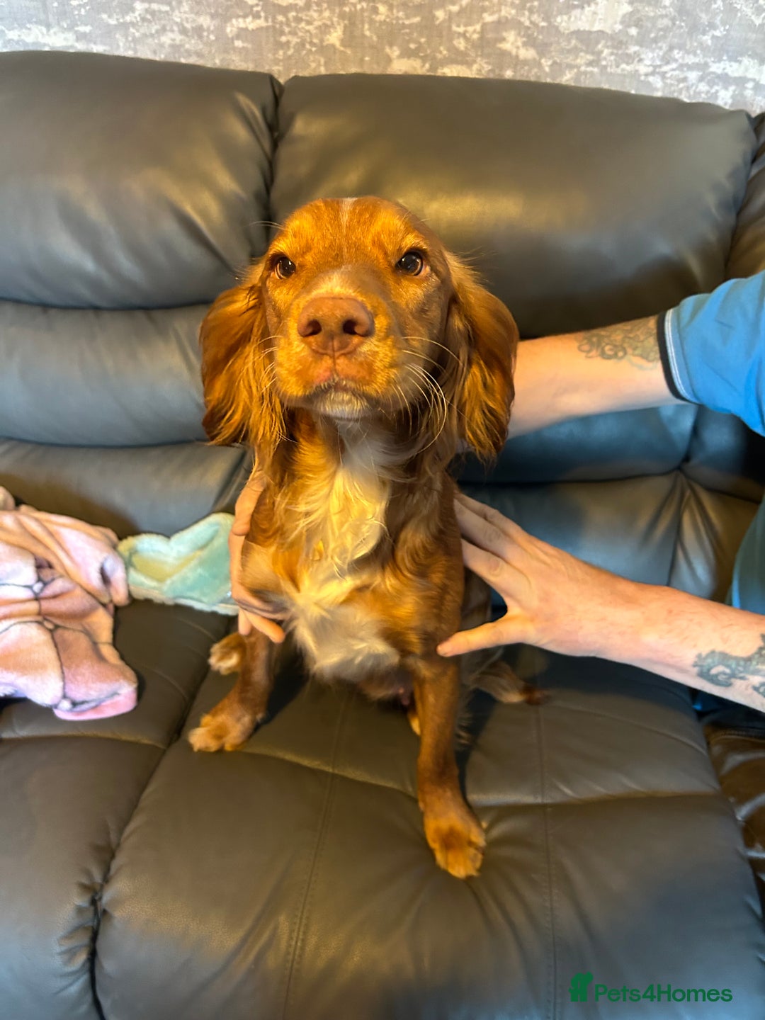 Mixed Breed dogs for sale: Cocker Collie Puppies - Image 10