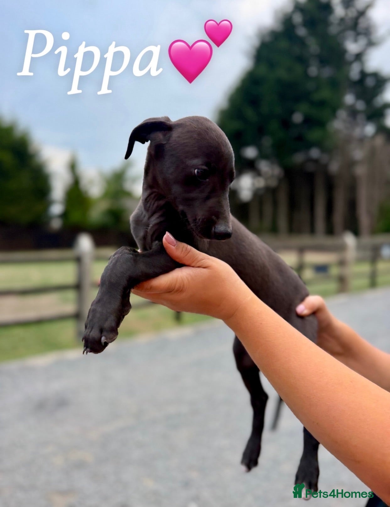 Lurcher dogs Pippa remaining! Bedlington Whippet Puppies 🐾 - Advert 1