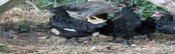 Chickens poultry for sale: French Moran/pekin bantam  - Advert 5