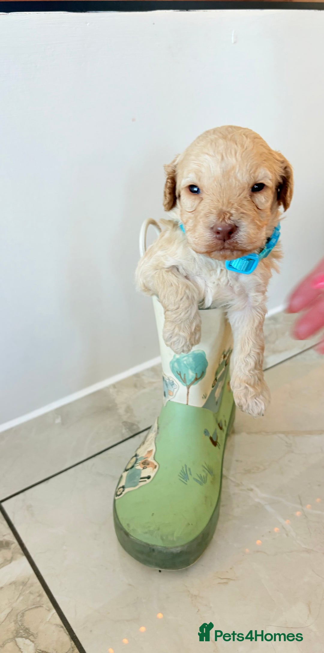 Cockapoo dogs for sale: F1B cockapoo puppies  - Advert 10