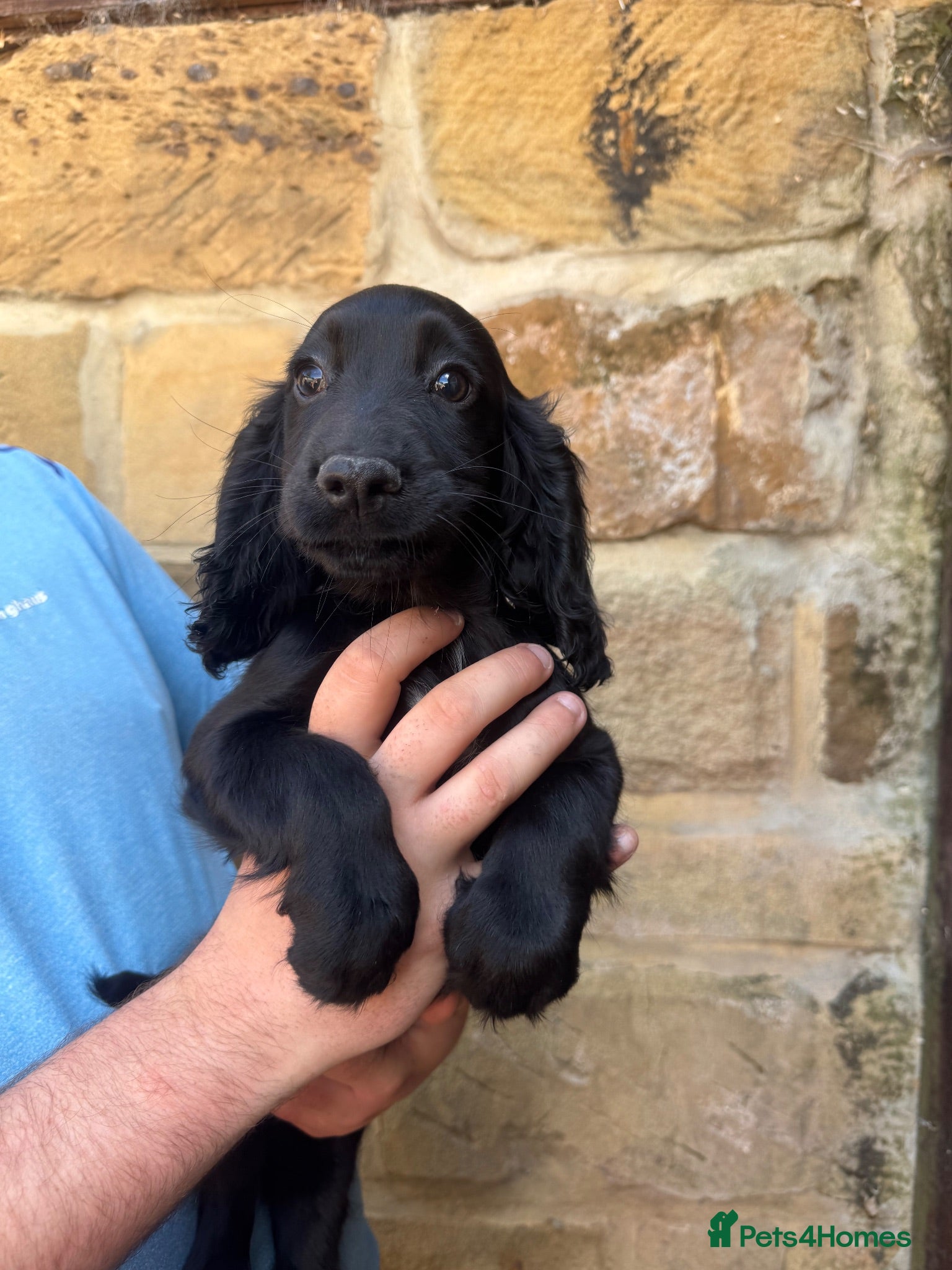 Cocker Spaniel dogs Exceptional working line KC Cocker spaniel pups - Advert 1