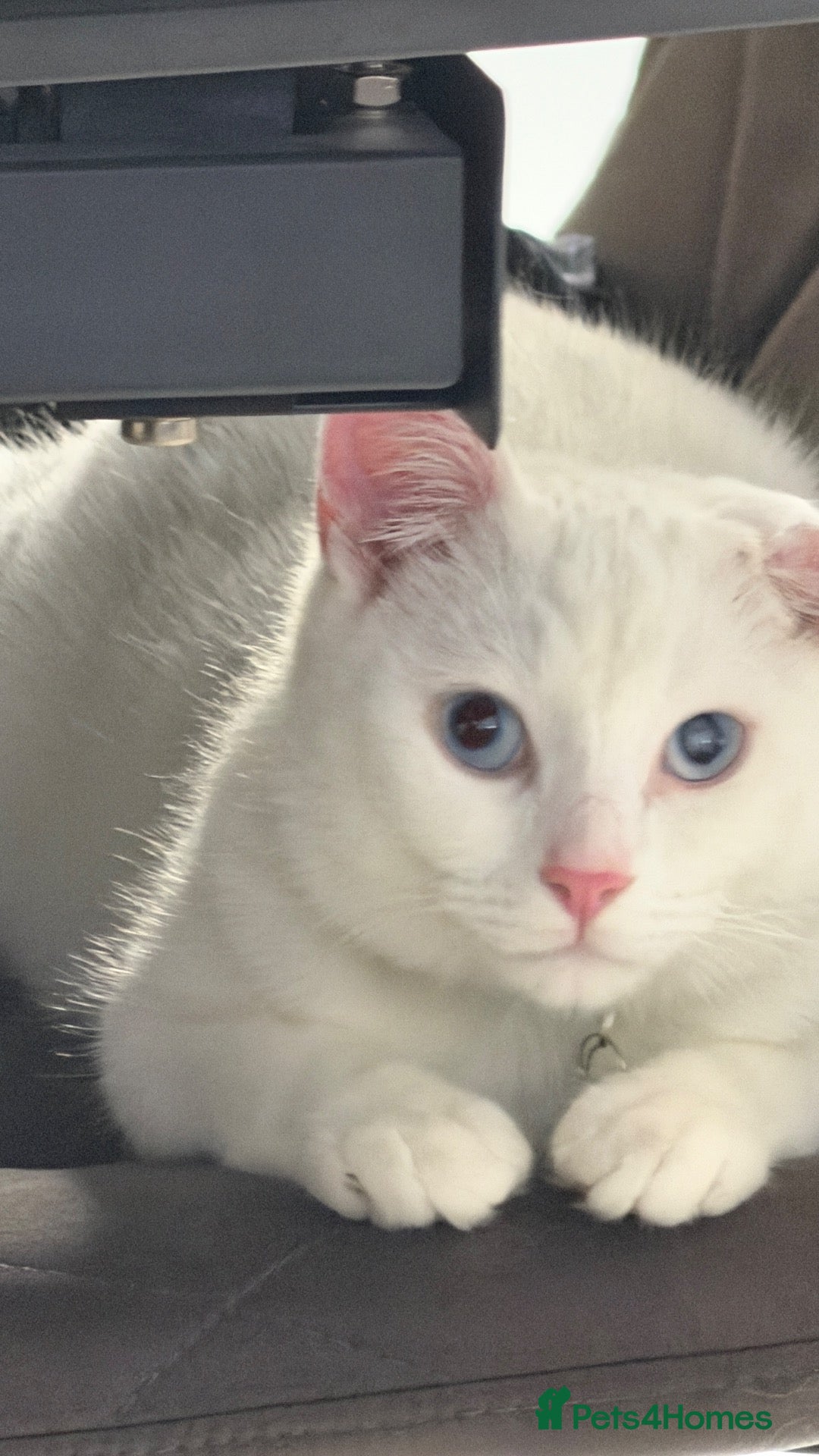 Turkish Angora cats Snowy – Loving 1-Year-Old Turkish Angora Male - Advert 1