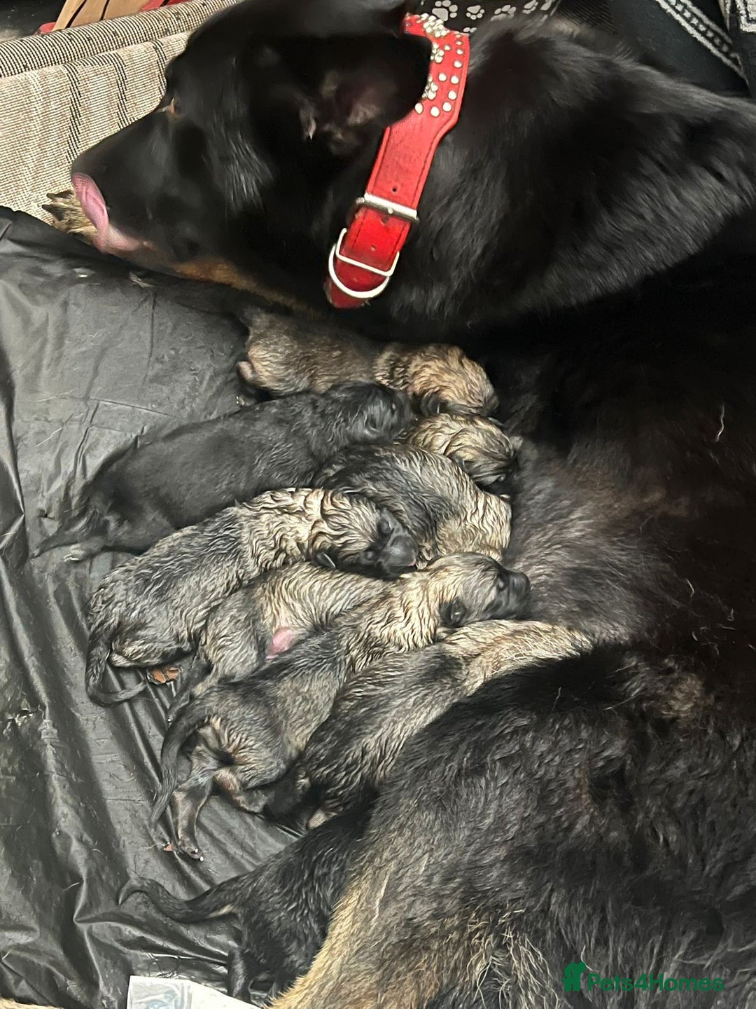 German Shepherd dogs for sale: German shepherd puppies  - Image 2