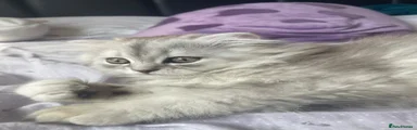 Scottish Fold Kitten 2