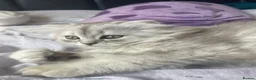 Scottish Fold cats for sale: Scottish Fold/Straight - Advert 3