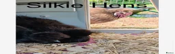 Mixed Breed poultry for sale: Mixed flock of chicken, ducks and geese  - Advert 4