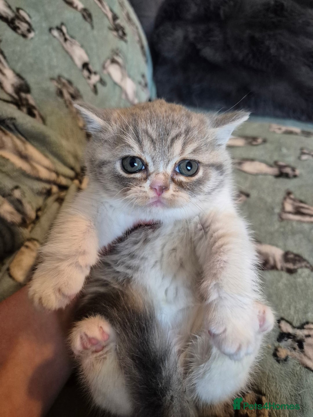 Selkirk Rex cats for sale: Pedigree selkirk rex girls non curly - Advert 31