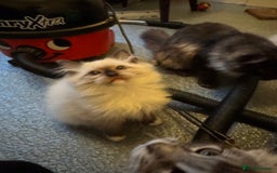 Ragdoll cats for sale: 🚨 Gorgeous, pedigree Ragdoll Puffballs! 🚨  - Image 7