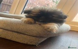 Pekingese dogs for sale: PEEKAPOM (Pekingese/Pomeranian) LAST GIRL LEFT - Image 10