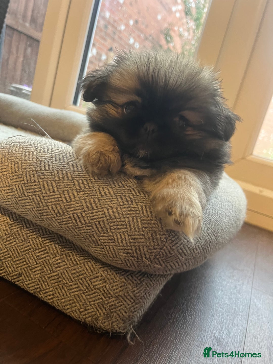 Pekingese dogs for sale: PEEKAPOM (Pekingese/Pomeranian) LAST GIRL LEFT - Image 10