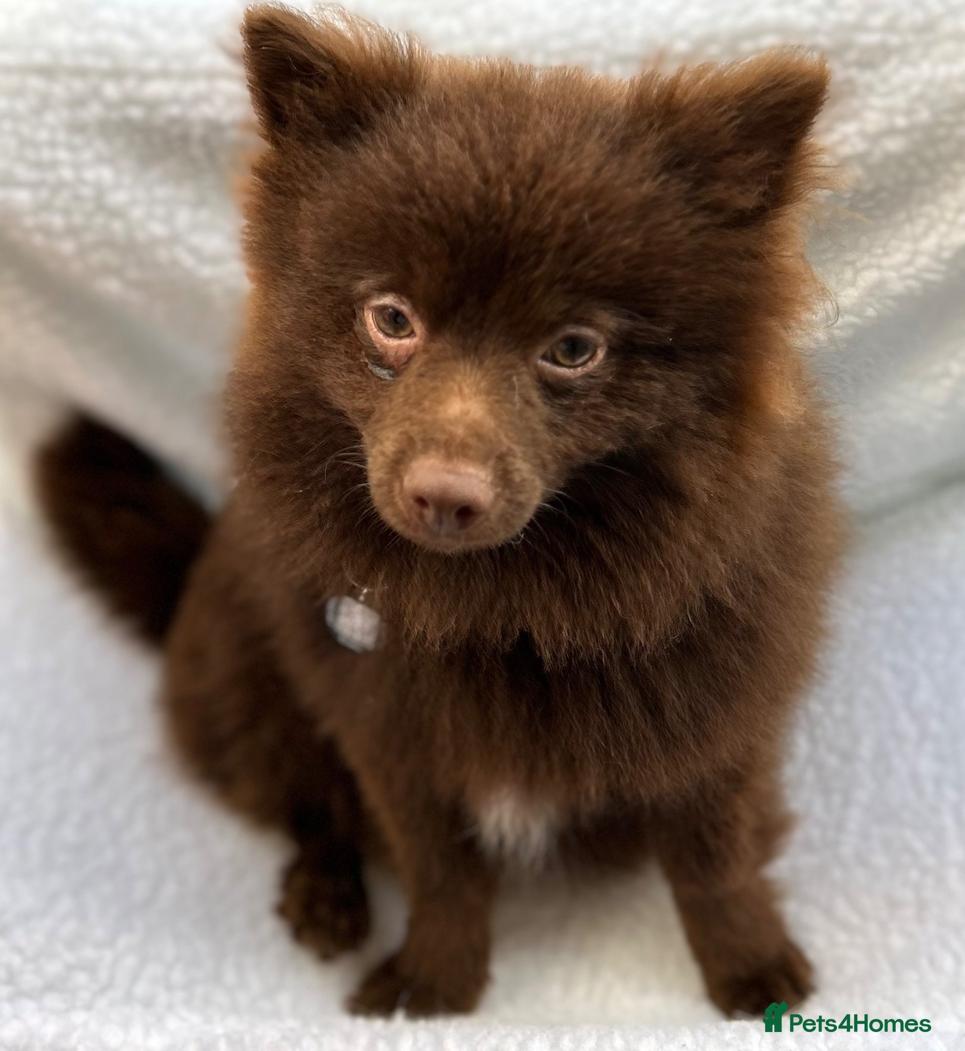 Pomeranian dogs Tropical Pomeranian  - Advert 1