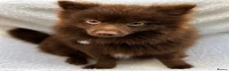 Pomeranian dogs for stud: Tropical Pomeranian  - Advert 1
