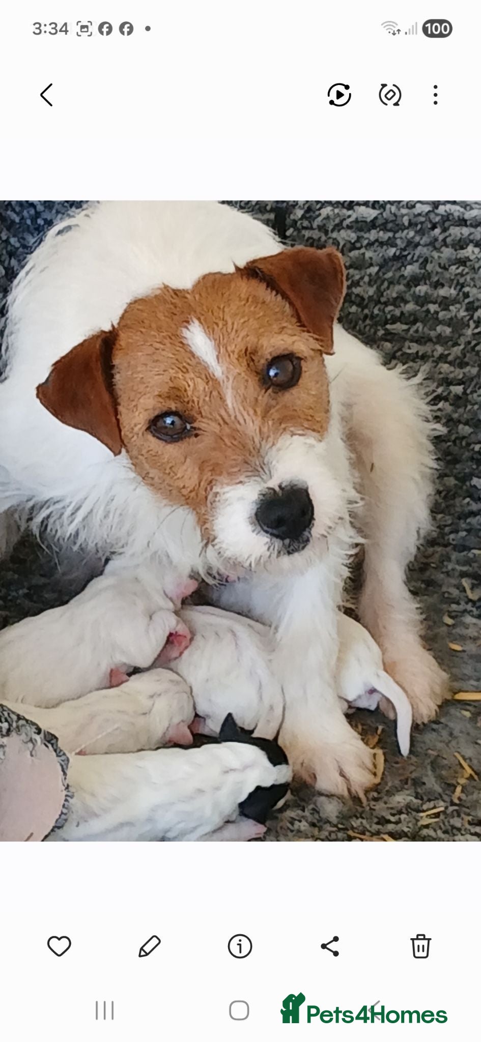 Jack Russell dogs Jack Russell puppies for sale - Advert 1